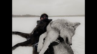 Manitoba Waterfowl Outfitter Update with a successful WOLF HUNT [upl. by Miun950]