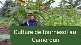 culture de tournesol au Cameroun Semence de tournesol disponible 237671004962 [upl. by Kassaraba]