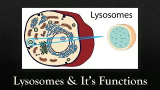 What is a Lysosome   Structure and Functions of Lysosome  हिंदी में [upl. by Llener920]