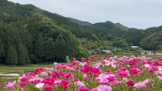 20240520 五分咲き 山あいを彩る色鮮やかな色待宵草の花 〜愛媛県西予市〜 [upl. by Lamej]