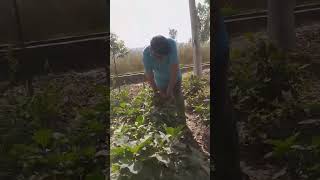 youtubeshorts shortvideo trendingshorts music song freshvegetables farming selfgrow [upl. by Ahseer]