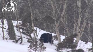 Kamchatka Bear 2014 trailer [upl. by Zanahs]