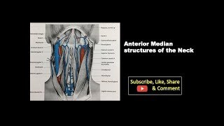 Anteromedian Structures of the Neck Anatomy mbbs education headandneckanatomy bds [upl. by Namurt625]