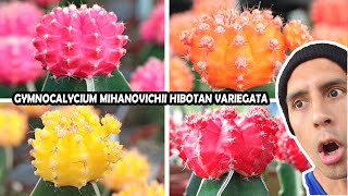 🌈Gymnocalycium Mihanovichii Variegata Variegated cv Hibotan Moon Cactus Japan Variegado Suculenta 👏 [upl. by Gnex]