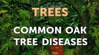 Common Oak Tree Diseases [upl. by Esor589]