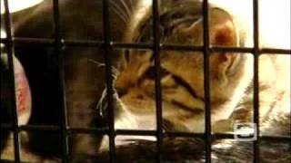 Kittens Tortured Killed [upl. by Alidus]