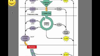 Glycolysis  Introduction to Aerobic Respiration Anaerobic Respiration and Fermentation [upl. by Esdnil]