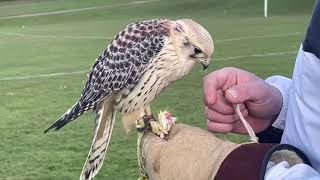 Falcon Training  gyrsaker x American Kestrel [upl. by Kimon]