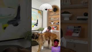 Subscribe to mrbeast 🔥🤯 challenge funny shorts mrbeast dog dogloverMrBeast [upl. by Worra675]