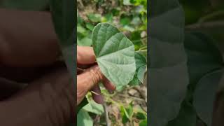 The leaves of False pareira brava tree can make delicious jelly blossom2grow plants garden [upl. by Tongue]