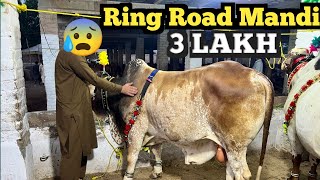 Peshawar Ring Road Mandi  3 LAKH Ka Janwar 😰 13 June 2023 Rates  Cow Mandi Of Peshawar [upl. by Brookner]