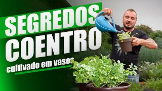 O Segredo para CULTIVAR COENTRO em VASO [upl. by Yemarej826]