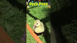 Adorable Baby Goose  Peeping Sounds  Pilgrim Goslings [upl. by Okemak370]