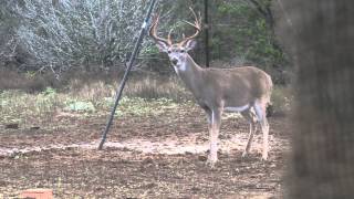 Whitetail Snort Wheeze [upl. by Sowell]