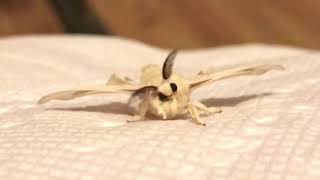 Adorable fuzzy silk moth [upl. by Boris656]