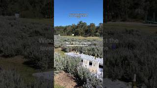 The Lavender Hills Experience has returned to Sirromet Winery brisbane brisbanefood [upl. by Gnok]