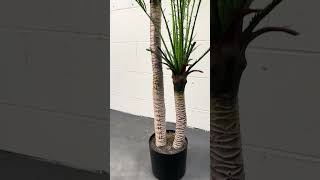 Kentia double palm [upl. by Netsud655]