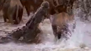 Crocodiles vs Wildebeest  BBC Studios [upl. by Martinez776]