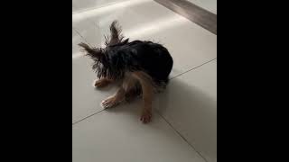 Yorkshire terrier puppies pets ace [upl. by Ahsielat]