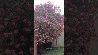 OLEANDER 🌸✨️ oleander florance italytravel flowers [upl. by Alleb932]