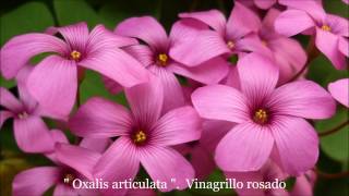 Oxalis articulata Vinagrillo rosado TM VIDEOS Youtube [upl. by Lovell866]