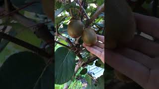 Kiwi Actinidia deliciosa or Chinese gooseberry gardenideas garden plant Barelygardening [upl. by Dodie]