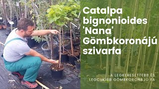 A legkeresettebb és legcukibb gömbkoronájú fa  Catalpa bignonioides Nana  Gömbkoronájú szivarfa [upl. by Hermie]