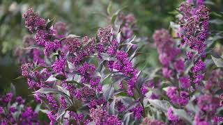 Callicarpa Pearl Glam®  Amazing Beautyberry with Glamorous Purple Foliage amp Spectacular Berries [upl. by Vance]