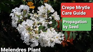 Crepe Myrtle Care Guide  Melendres Plant Care amp Propagation [upl. by Ferretti]