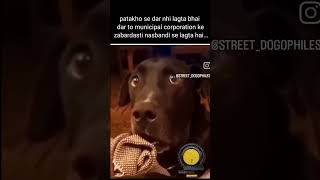 Kade lnd pe taake  funny funnymemes comedy firecracker fear [upl. by Michel300]