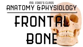 Skeletal System The Frontal Bone 0710 [upl. by Acinej853]