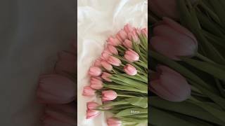 Tulip queenfyp explore girl tulip song shorts reel fypシ゚viral feel clothes [upl. by Qifar]