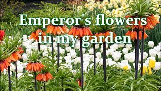 How Im planting and growing Fritillaria in my Garden Varieties of Fritillaries  Alexas Garden [upl. by Ahsyle179]