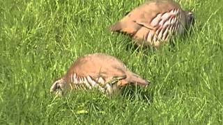 Redlegged Partridge at Treraven Meadows [upl. by Steward]