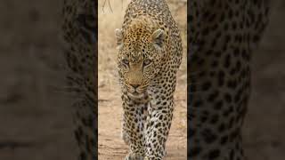 The captivating beauty of a leopard🐆 africa leopard [upl. by Langer]