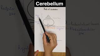 Cerebellum Anatomy amp Physiology cns shorts youtubeshorts [upl. by Larkins]