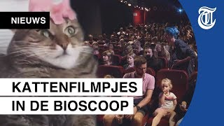 Prrrrrimeur marathon kattenfilmpjes in de bios [upl. by Yseulte567]