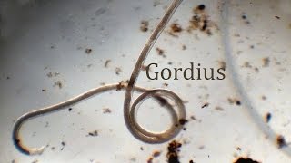 Gordius [upl. by Vincentia]