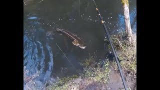 Pêche GROS brochet à VUE au vif  ATTAQUE EN DIRECT  PETITE RIVIERE [upl. by Caputo294]