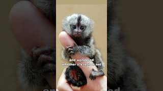 Pygmy Marmoset  The Finger Monkey [upl. by Coughlin890]