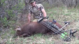 2018 Archery pig hunt [upl. by Roberta]