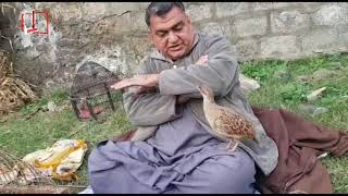 tanzary  andaleeb pashto tv  zama tanzary sangha adat sha tips for birds [upl. by Haidedej]