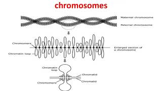 Polytene chromosomes amp lampbrush  Giant chromosomes [upl. by Aneret]