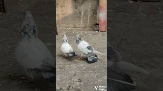 Top saharanpuri high flyer kabutar 😎 attitude pigeon video 🕊🔥 kabutar kabutarbazi flyingpigeon [upl. by Regor]