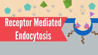 Receptor Mediated Endocytosis [upl. by Carine]