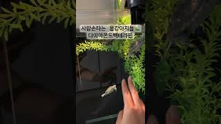 물강아지들 헤엄치는거 구경하기다이아몬드백테라핀 테라핀거북이turtle terraspin aquarium shortvideo cute short [upl. by Deron]