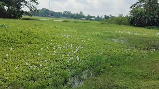 কচুরিপানাwater hyacinthsEichhorniaPontederia nature beautiful beauty amazing flowers water [upl. by Eeclehc306]