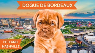 Dogue De Bordeaux Breed Highlights [upl. by Elicec]