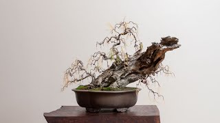 Weeping Tamarisk Bonsai Tree Timelapse [upl. by Enoid]