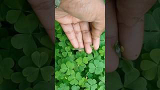 The Great Oxalis Boom Why Everyone Wants These Plants🍀🍀 shorts viral viralvideo oxalisplants [upl. by Tychon862]